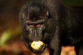 Black Crested Macaque Royalty Free Stock Photo