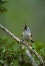 Black-crested Titmouse Royalty Free Stock Photo