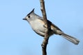 Black-crested Titmouse Royalty Free Stock Photo