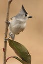 Black-crested Titmouse Royalty Free Stock Photo