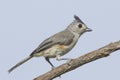 Black-Crested Titmouse Royalty Free Stock Photo