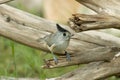 Black-crested Titmouse Royalty Free Stock Photo