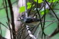 Black-crested titmouse resting on a branch Royalty Free Stock Photo