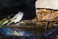 Black Crested Titmouse Royalty Free Stock Photo