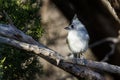 Black Crested Titmouse Royalty Free Stock Photo