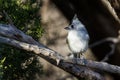 Black Crested Titmouse