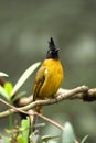 Black-crested Yellow Bulbul