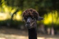 Black cria alpaca face and neck portrait, young funny animal Royalty Free Stock Photo