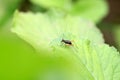 Black cricket insect