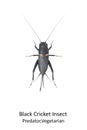 Black cricket insect on white background