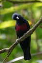 A black-and-crimson Oriole Oriolus cruentus bird in nature