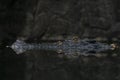 Black crocodile in dark water