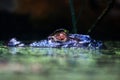 Black crocodile into the water