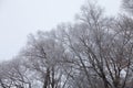 Black crones of trees on a sky background. Russian provincial natural landscape in gloomy weather