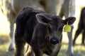 Black crossbred calf with ear tag