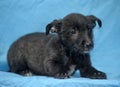 Black crossbreed terrier puppy