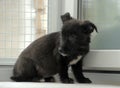 Black crossbreed terrier puppy Royalty Free Stock Photo