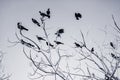 Black Crow on bare branches