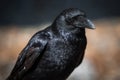 Black crow Royalty Free Stock Photo