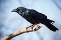 Black crow Royalty Free Stock Photo