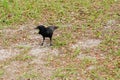 Black Crow bird Royalty Free Stock Photo