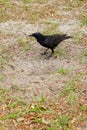Black Crow bird Royalty Free Stock Photo