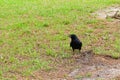 Black Crow bird Royalty Free Stock Photo