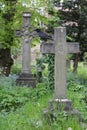 Black crow bird and old tombstones in the form of a cross Royalty Free Stock Photo