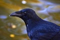 Black crow bird raven portrait corbie feathers Royalty Free Stock Photo