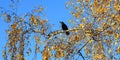 Black crow bird sitting on a birch branch, sunny autumn day, against the blue sky. Birds in nature. Royalty Free Stock Photo