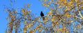 Black crow bird sitting on a birch branch, sunny autumn day, against the blue sky. Birds in nature. Royalty Free Stock Photo