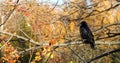 Black crow bird sitting on a birch branch, sunny autumn day, against the blue sky. Birds in nature. Royalty Free Stock Photo