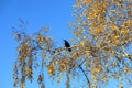 Black crow bird sitting on a birch branch, sunny autumn day, against the blue sky. Birds in nature. Royalty Free Stock Photo