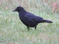 black crow bird suspicious animal elusive scavenger feathers beak Royalty Free Stock Photo