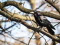 Black crow bird on a tree branch Royalty Free Stock Photo