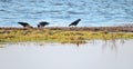 Black crow birds on grass, Lithuania