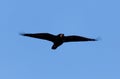 Black crow on blue sky in flight Royalty Free Stock Photo