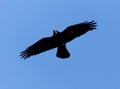 Black crow on blue sky in flight Royalty Free Stock Photo