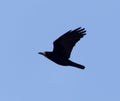 Black crow on blue sky in flight Royalty Free Stock Photo