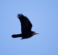 Black crow on blue sky in flight Royalty Free Stock Photo