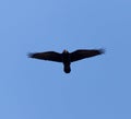 Black crow on blue sky in flight Royalty Free Stock Photo