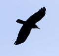 Black crow on blue sky in flight Royalty Free Stock Photo