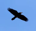 Black crow on blue sky in flight Royalty Free Stock Photo