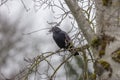 Black crow between branches in a tree in rainy winter weather Royalty Free Stock Photo