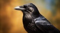 Stunning Ultraviolet Photography: Capturing The Beauty Of A Black Crow