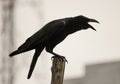 Black crow cawing. black bird preaching on a stick ,isolated in the city background Royalty Free Stock Photo