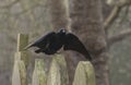 A black crow in the cemetery Royalty Free Stock Photo