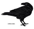 Black crow. Corvus corax