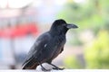 Black crow, Corvus corone, common crow Royalty Free Stock Photo