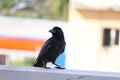 Black crow, Corvus corone, common crow Royalty Free Stock Photo